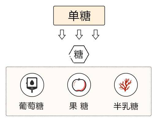 2,雙糖 任意兩個單糖連接,你就會得到一種雙糖.