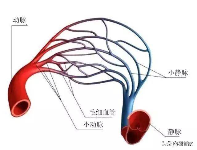 当全身最细的血管泡在糖水里堪比恐怖现场