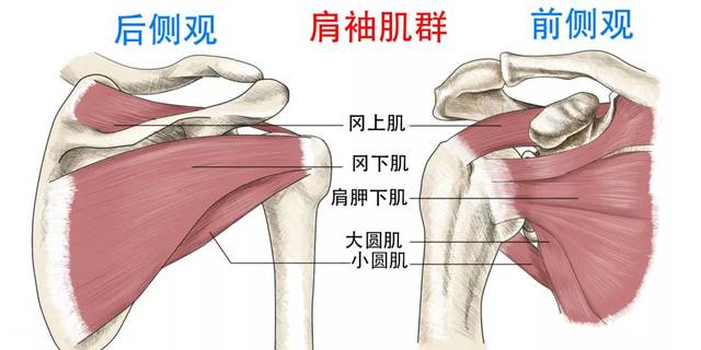 肩关节上的肌肉图片