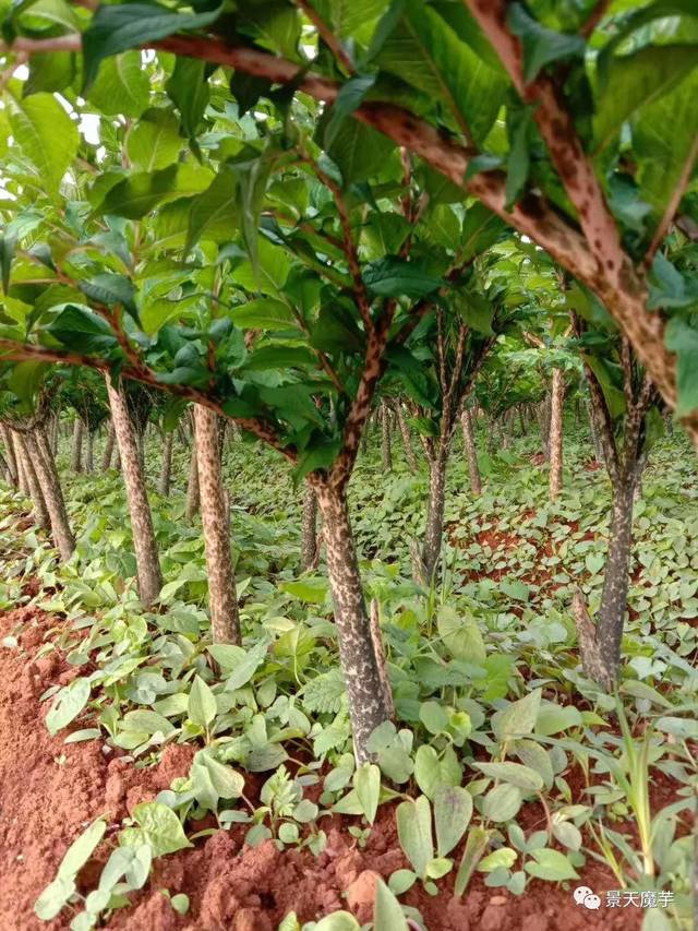 七月魔芋种植管理必知