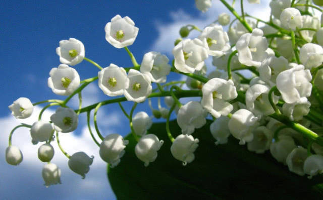 实本分的3生肖,生活中从不显摆,为人低调,有财不外露