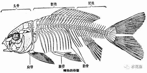 鲤鱼骨骼示意图图片