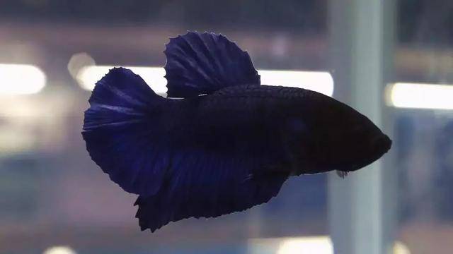 短尾组金属浅色