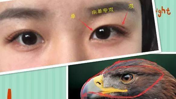 鹰头眼的特性,如同雷锋的名句:对待队友像春风和煦,对待敌人像秋风扫