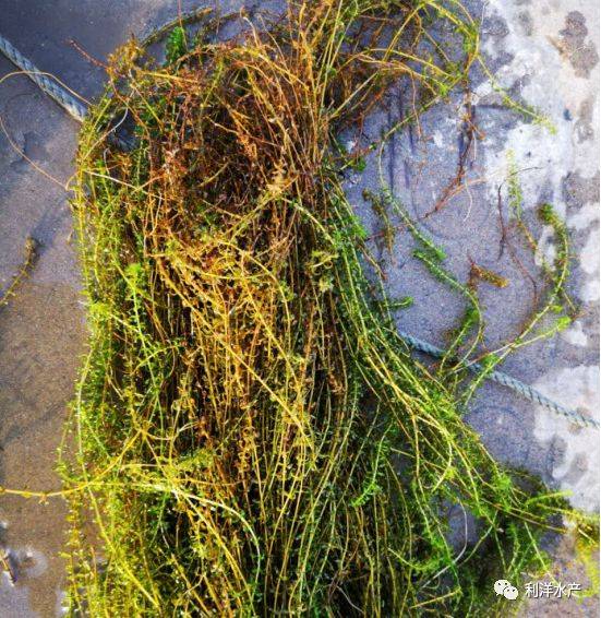 【产品专题】河蟹塘养草,保草,首选"活力碳 利菌多"