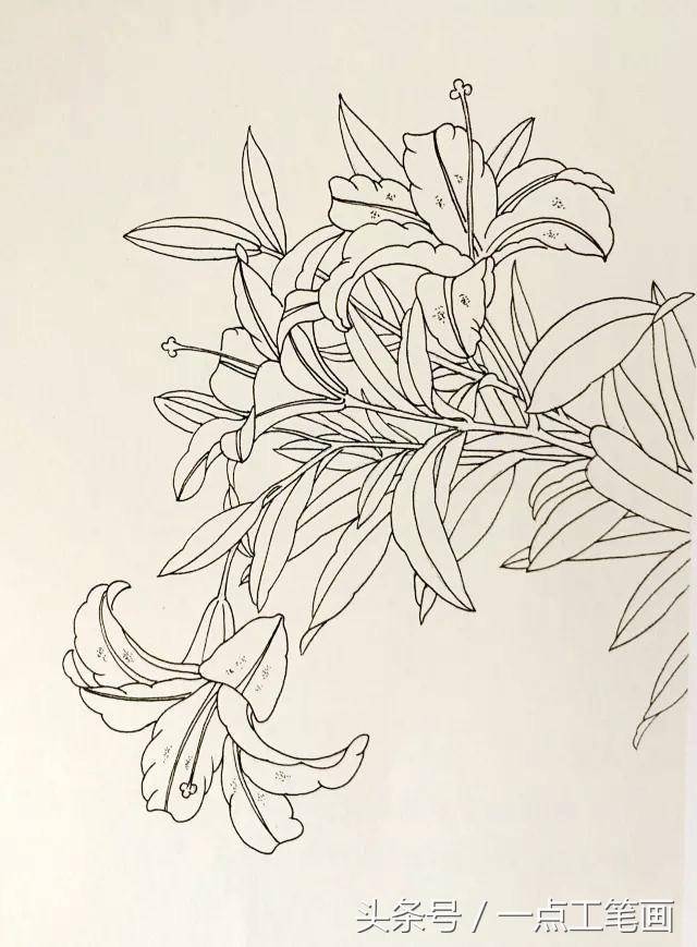 百合工笔画法示范_手机搜狐网
