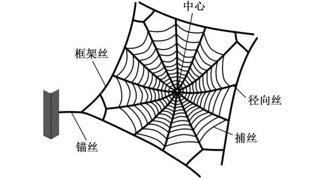 三种蛛网图解释图片