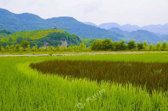 清溪场镇:稻田作画献礼祖国70华诞