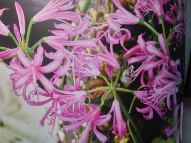 盆栽尼润石蒜_手机搜狐网