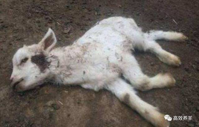 羊肠毒血症羊猝狙羊快疫羊梭菌性急病是由梭状芽孢杆菌属中的细菌所