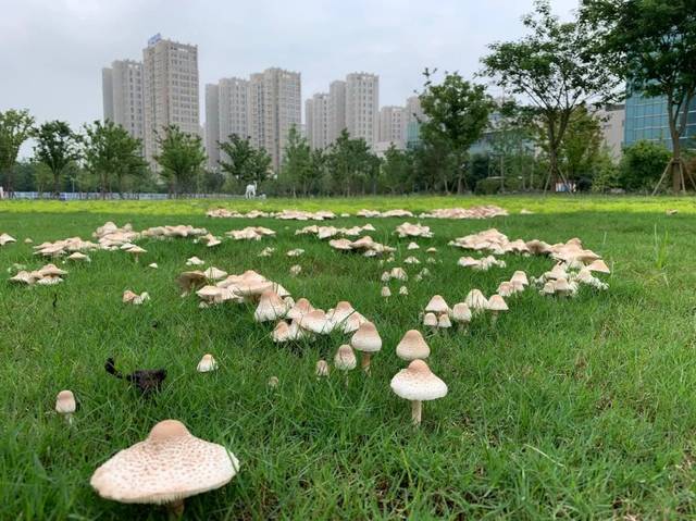 【涨知识】南桥百联边上的这片草地长出了蘑菇圈,好看好玩别乱吃!