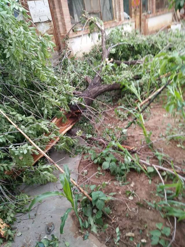 微友爆料:昨天田家窑乡大榆树村刮的大风把树刮断了好多,屋顶也被刮倒