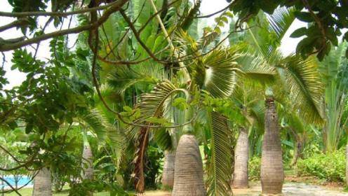 【大美说事】可以产米的树,你听说过吗?