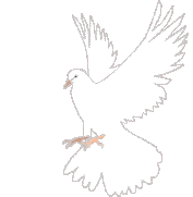 鸽子又名"白凤"听说过"一鸽胜九鸡"吗?是最好的疗养时机