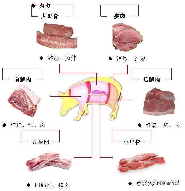 猪肉的解剖图片大全图片