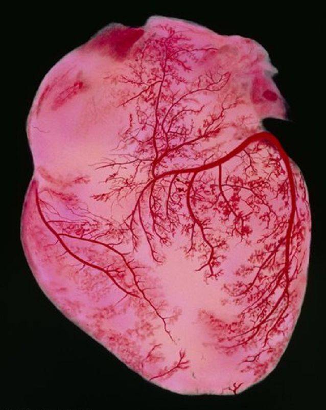 比头发丝还细的血管也会要人命?