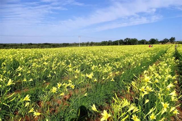第二届(吴忠)中国黄花菜产业发展论坛暨产销对接大会将在盐池召开