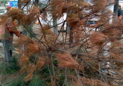 松树的癌症松材线虫病是什么对人有危害吗如何防治