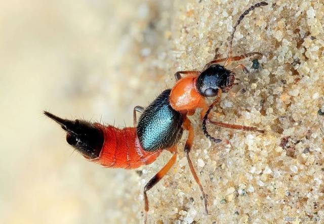 刺,很多人看到隐翅虫,会误以为是蚂蚁,但它却是夏天最危险的毒虫之一