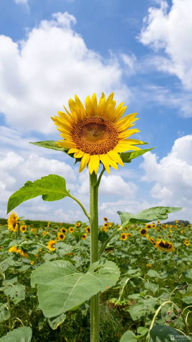 深圳最美向日葵花海来了 花期20天