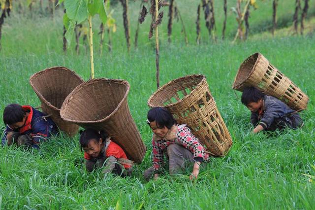 90年代的农村猪肉格外好吃是农民太穷吃的少还是另有隐情