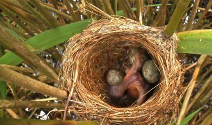"夜莺连连问了自己三遍,还是想不起来,它没学过小学算术,实在查不清楚
