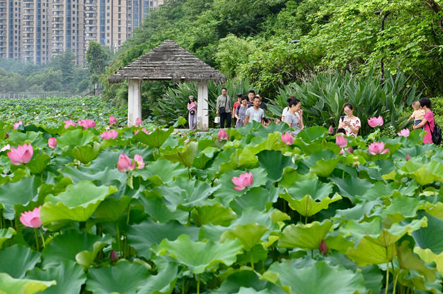 福州:赏荷正当时