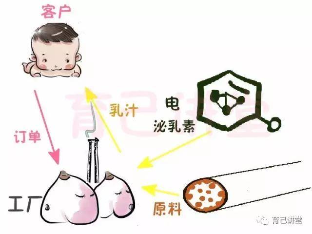 玩转泌乳,一文读懂泌乳原理
