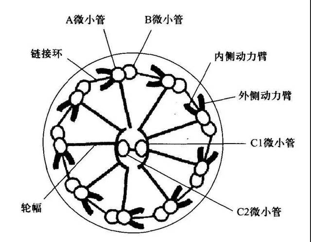 纤维交织结构图图片