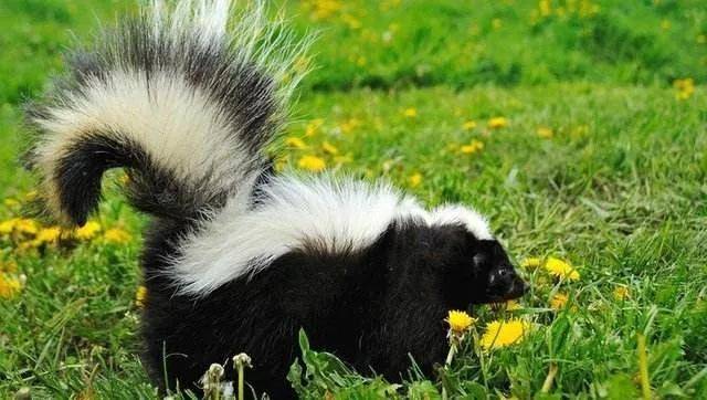 今天的内容可能会让你恶心.