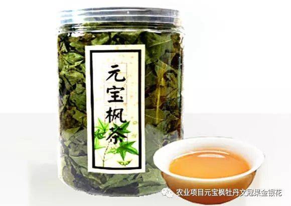 元宝枫茶中的活性成分及效用