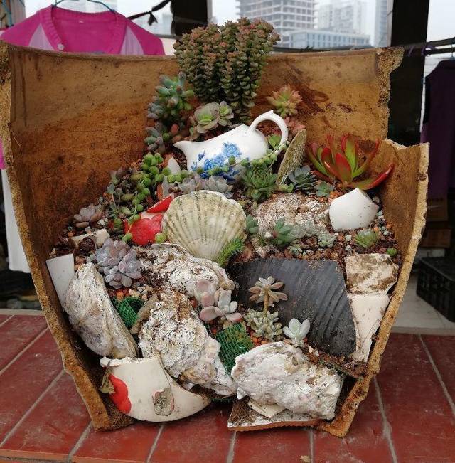 破了的花盆种多肉,随便一搭,都是一道漂亮的风景!