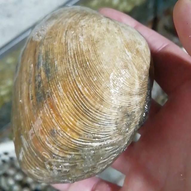 天鹅蛋 天鹅蛋丹东非常出名的海鲜 因像天鹅蛋那么大只而得名