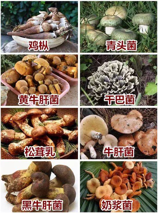 云南野生菌图片及名称图片