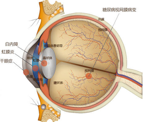 视网膜血管分布图图片