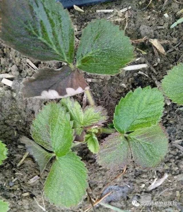 首先,将烧苗的盆栽移到弱光处,不能再直晒太阳; 然后,往植物叶片上多