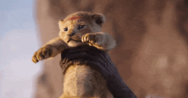 呆头呆脑的辛巴,毛发丝毫毕现.