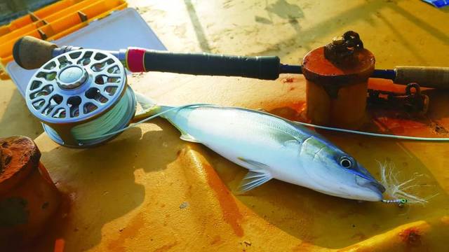 国内这么多适宜飞钓的鱼种,你确定不来抛一竿?(中)