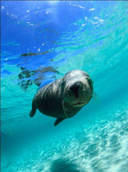 雲門山/冰涼一夏水上樂園/海洋世界美人魚,海豚表演/萌寵動物園/全