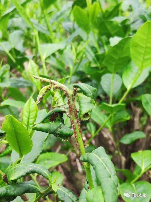 【技术】茶树蚜虫的防治技术