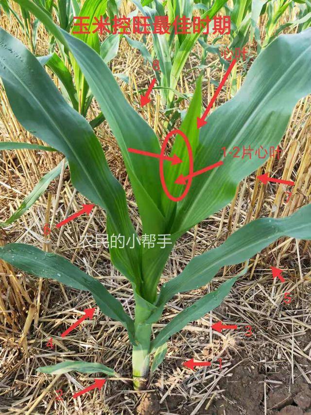 种植玉米除草35叶期控旺610叶期但你知道叶片怎么数吗