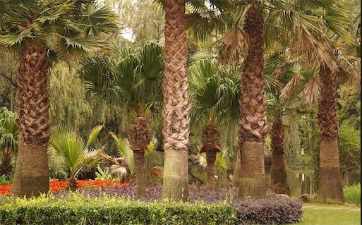 世界上最大的树叶 亚马逊棕榈连柄带叶长24.7米