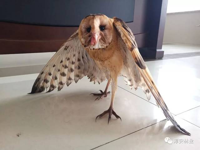 经鉴定,该"猫头鹰"为鸮形目草鸮(学名:tyto longimembris),俗称:猴面