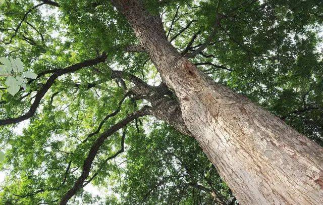确定过眼神,唔,硬核山核桃木!
