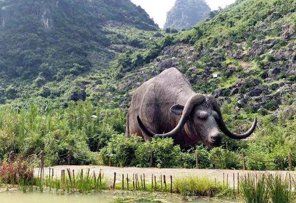 标志性的史前巨牛 可是宝贝们必定要合影的哦!