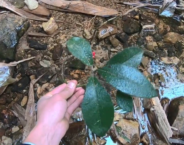 大山里一种珍贵的药材,叶子密布细毛像老虎舌头,对肝炎很有帮助_手机