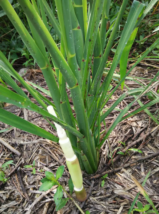 茭白也分公母?下次看到茭白里有小黑点还是扔了吧