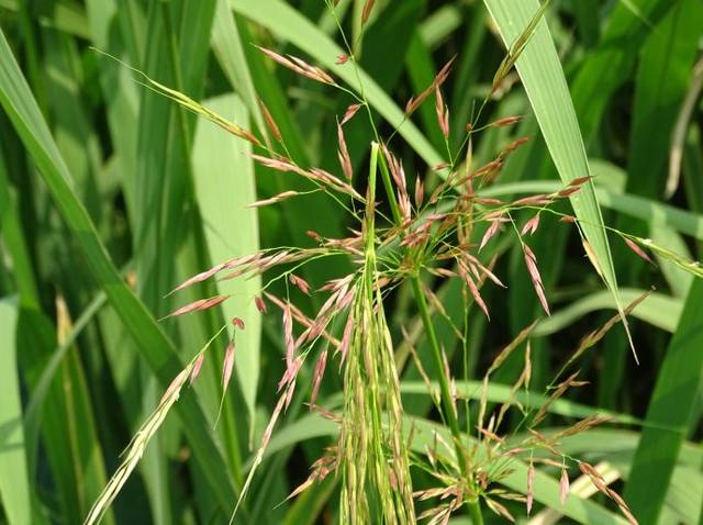 正常情况下,茭白植株不会开花!