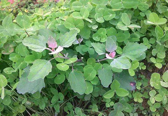 野菜河马苏图片