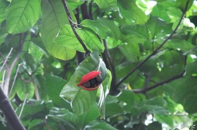 而假苹婆的叶子为 椭圆状矩圆形